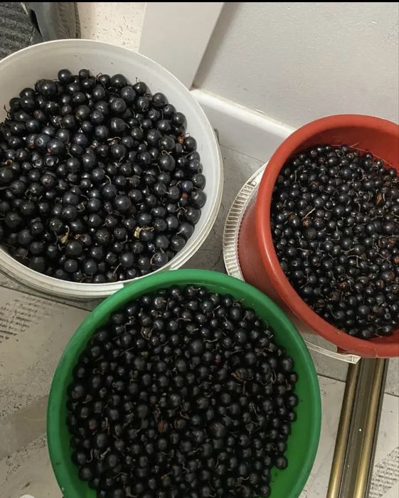 Продам смородину свежую