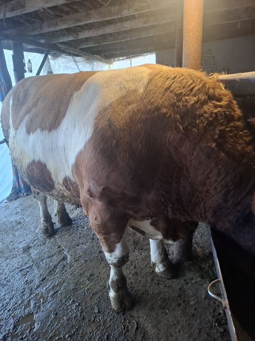 Smental buqa sotiladi