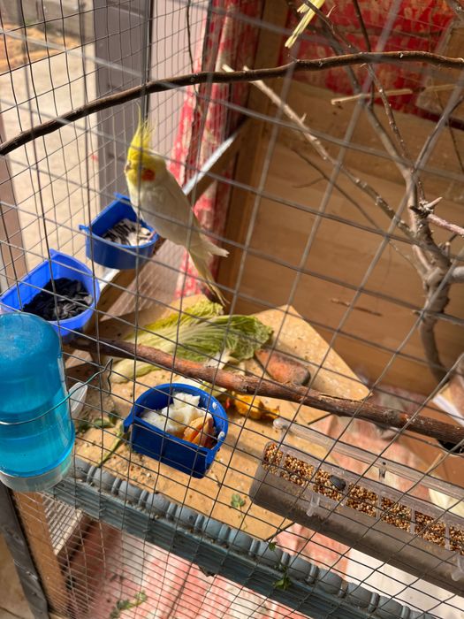 Корелла_Самка (мода-ургочи)