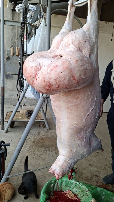 Qassob service    Qassobchilik xizmati  Halollik foydadan ustun