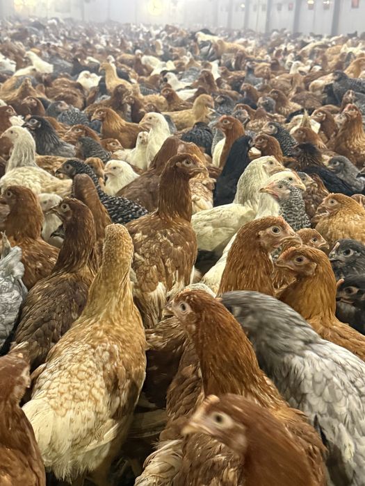 Puicute oua 16 saptamani