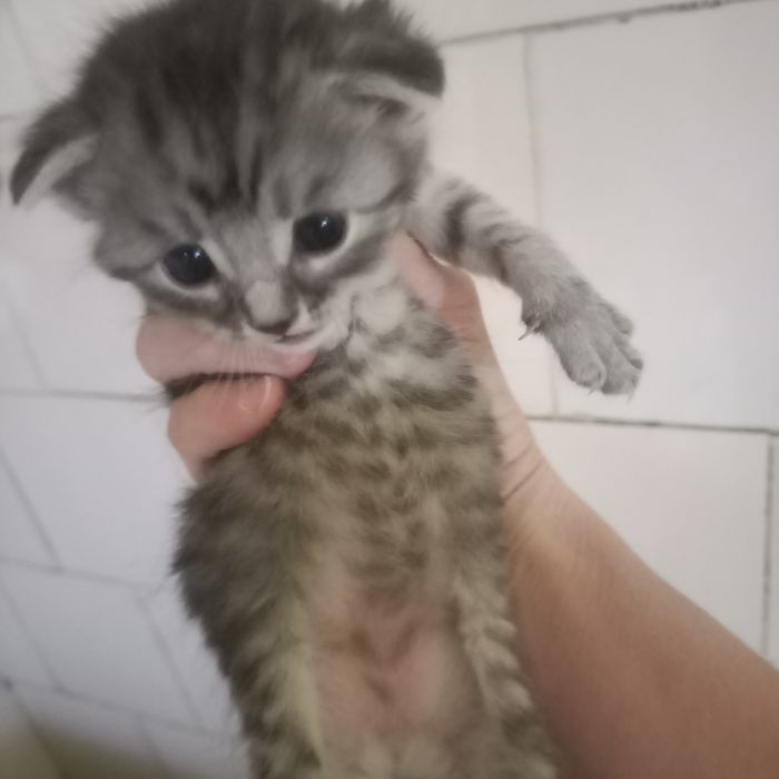 Вислоухие котята 1 месяц мальчики и девочка