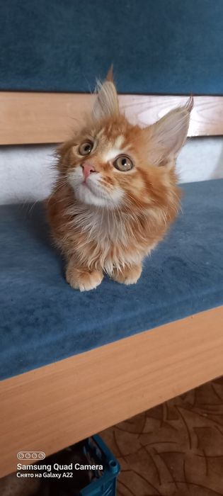 Продам котёнка мейн кун девочка