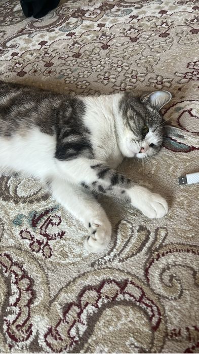 Отдам в хорошие руки