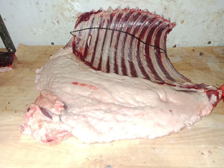 Жылқы еті сатылады.  Бие 5жасар байтал