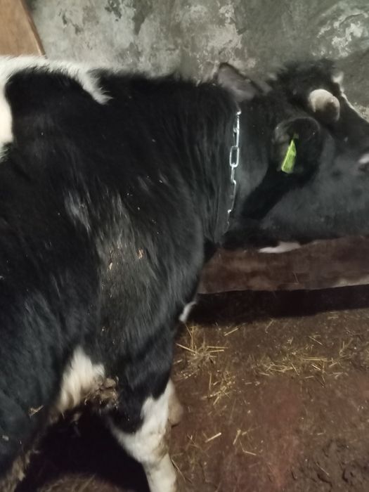 Продам быка на мясо