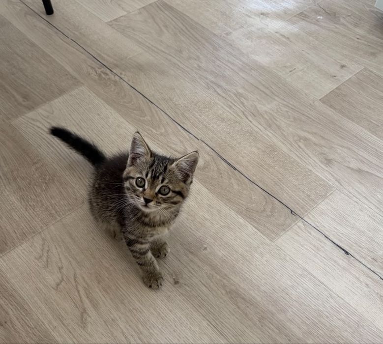Котенок Девочка в ДОБРЫЕ руки!!!