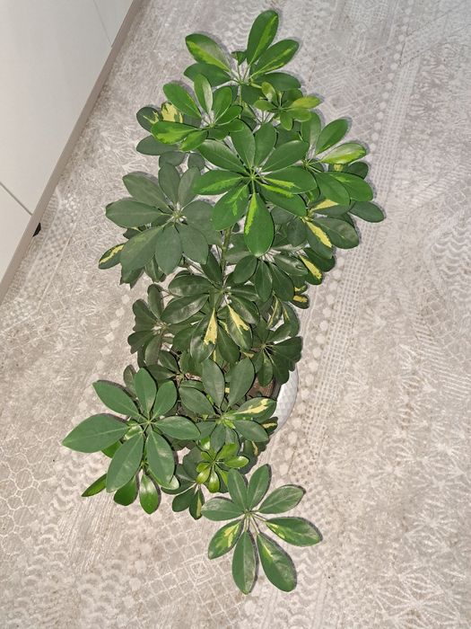 Продам шефлеру в кашпо