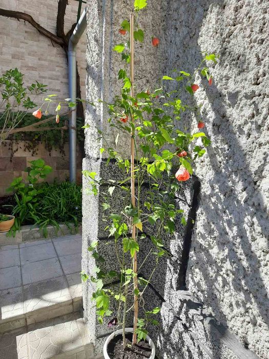 Абутилон-Callianthe picta