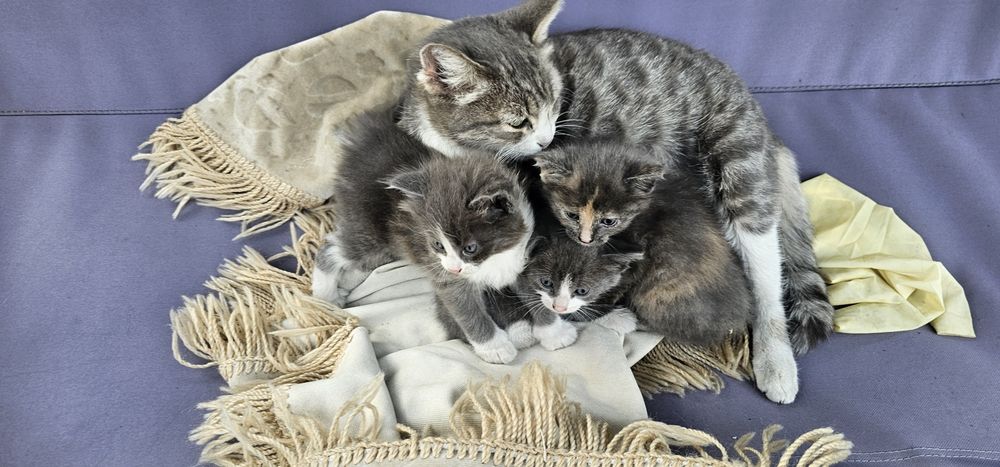Котята ищут дом срочно