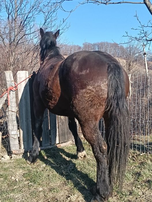 Vând iapa de 4 pe 5 ani cuminte și garantata  de ham