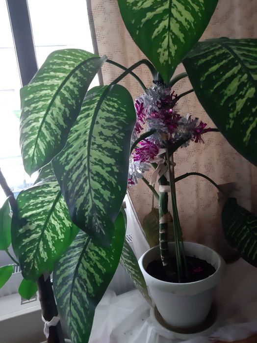 Plante exotice plantate in ghivece.Sunt mari, viguroase, spectaculoase