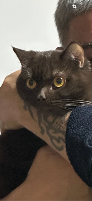 Отдам  шотландскую  кошку