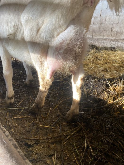 Продам коз молочный