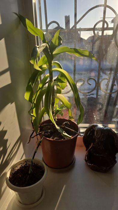 Взрослый, Золотой ус.