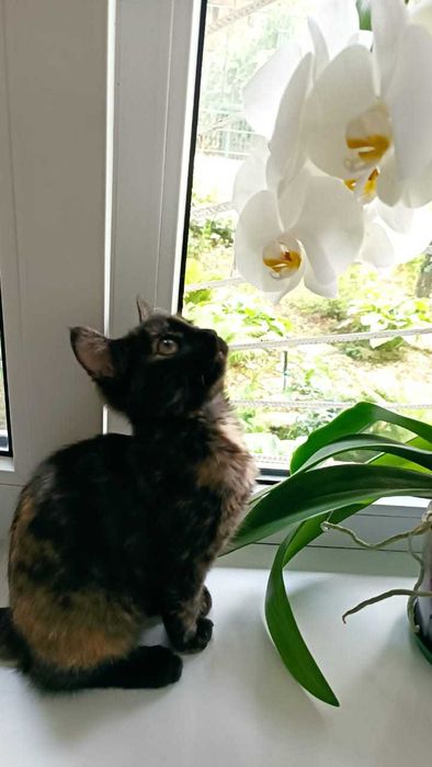 Черепаховая девочка