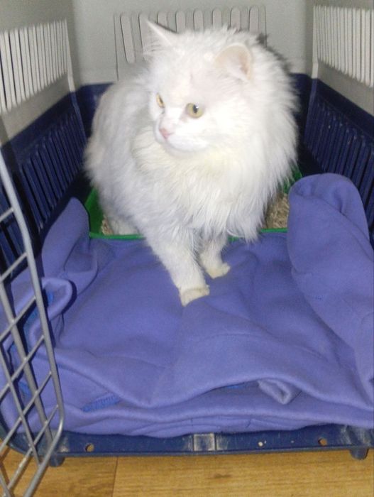 Кошечка Снежинка