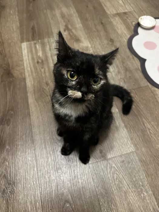 Молодая кошка Дуся