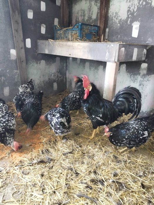 Gaini italiene bobate