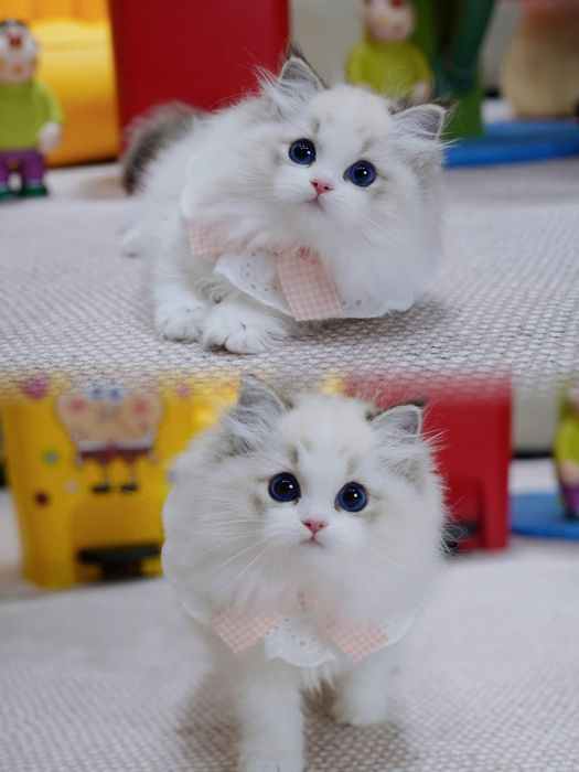 Регдолл, тряпочатя куклка