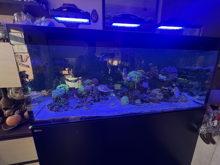 продавам морски аквариум