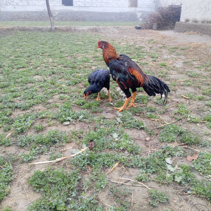 Kulangi xörozla sotiladi