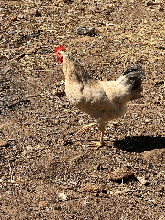 Жас семіз қораздар сатылады