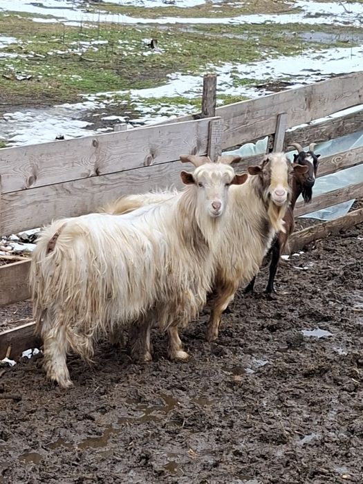 Vand sau schimb 2 țapii