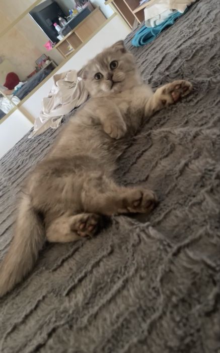 scottish fold baiat