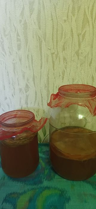 Чайный гриб комбуча