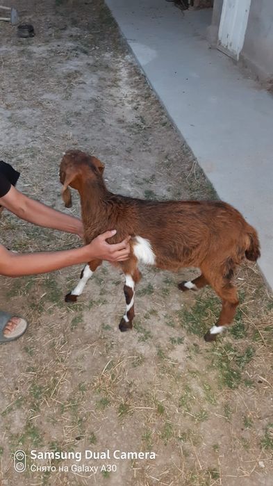 Козел с породы в Сарыагаше