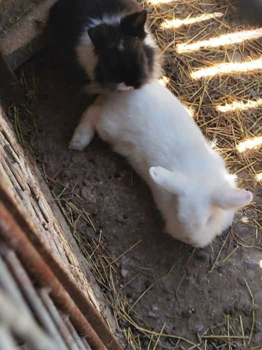 Vînd iepurași pitici.