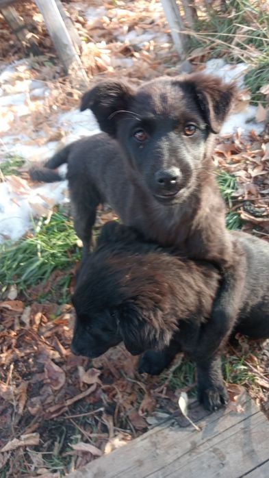 Щенки в добрые руки