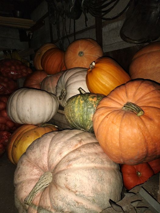 Капуста морковь домашняя!