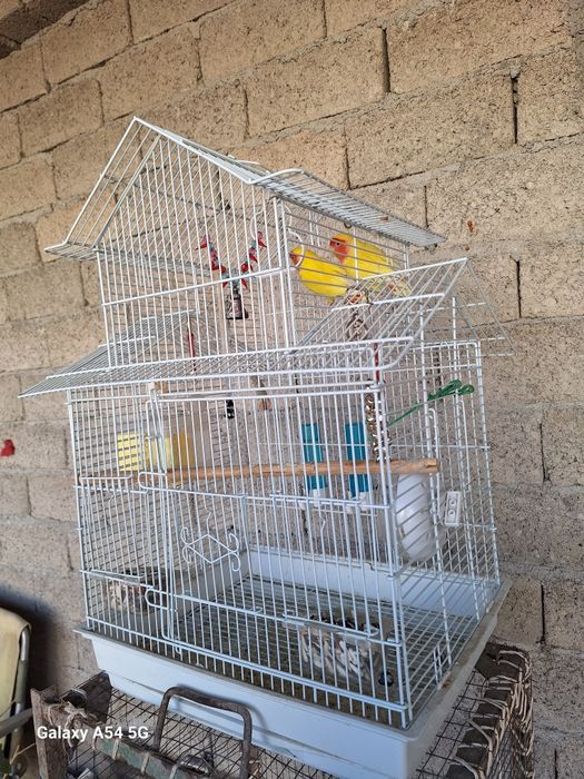 Неразлучки попугайчики тути куш