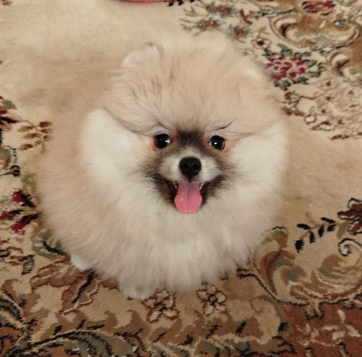 Мальчик малого шпица