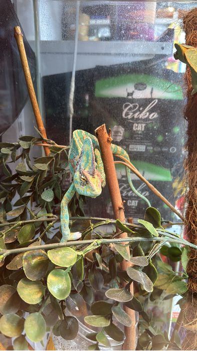 Йеменский хамелеон