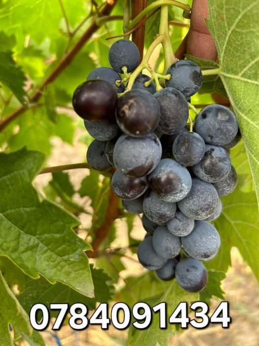 Vindem struguri pentru vin producție 2025