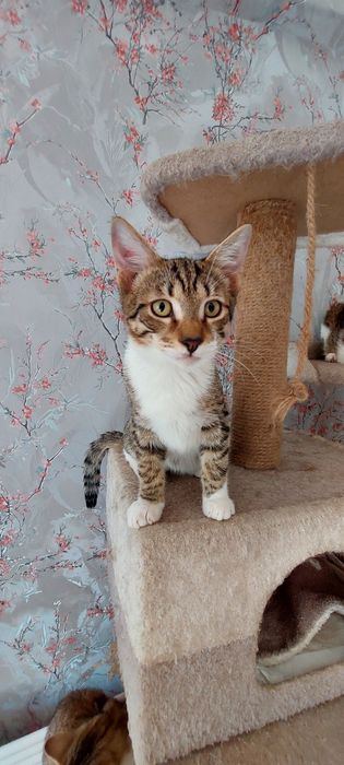 Отдам котика, зовут Лука.