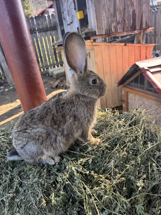 Pereche iepurasi urias german 3 luni