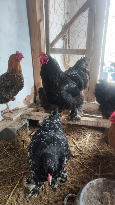 Брама сатыладыыы