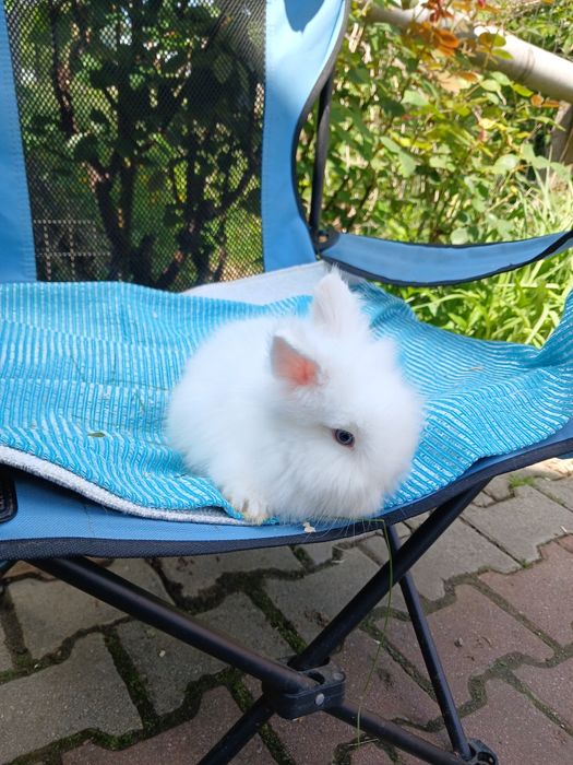 Iepurași Cap de leu cu ochii albaștri