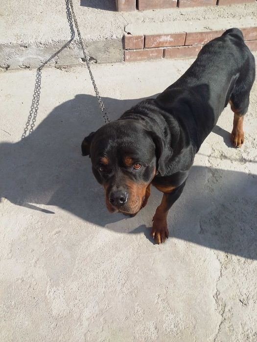 ротвейлер кобель вязка