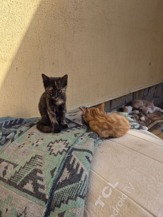 Подаряват се 4 котета
