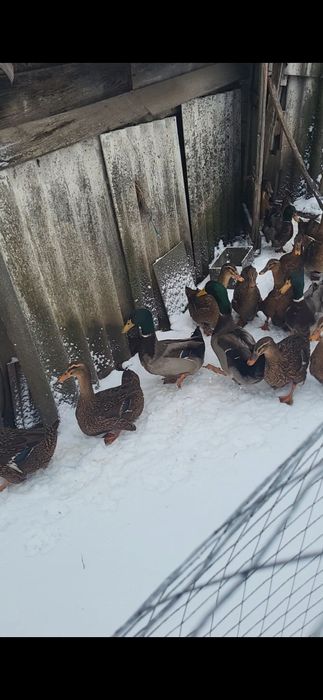 Rate rouen sălbatic