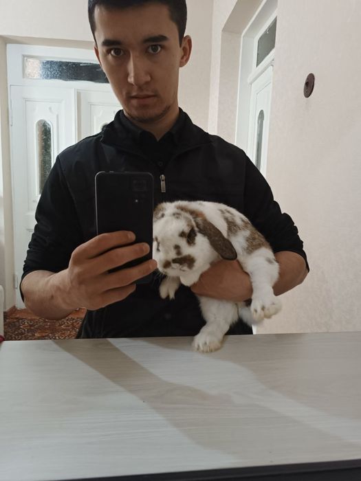 Карлик баран  karlik baran