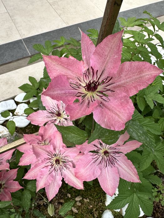 Климатис жуда чиройли сорт