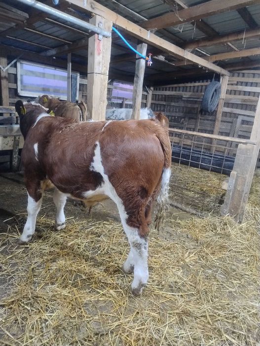 Vreau sa public de vânzare animale