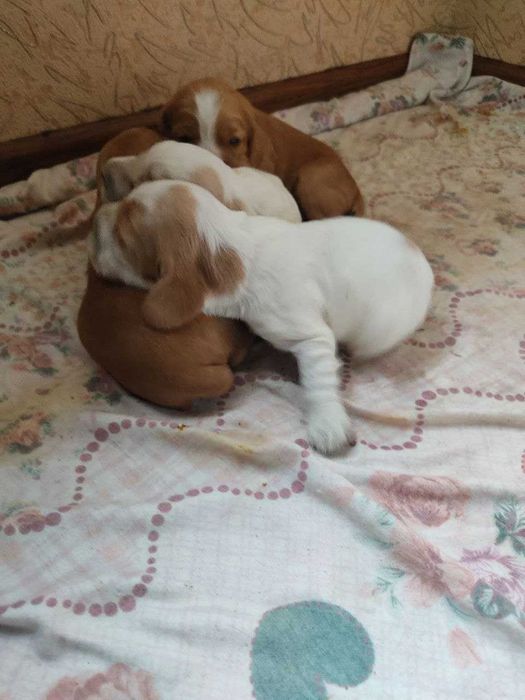 Продаются щенки английского спаниеля