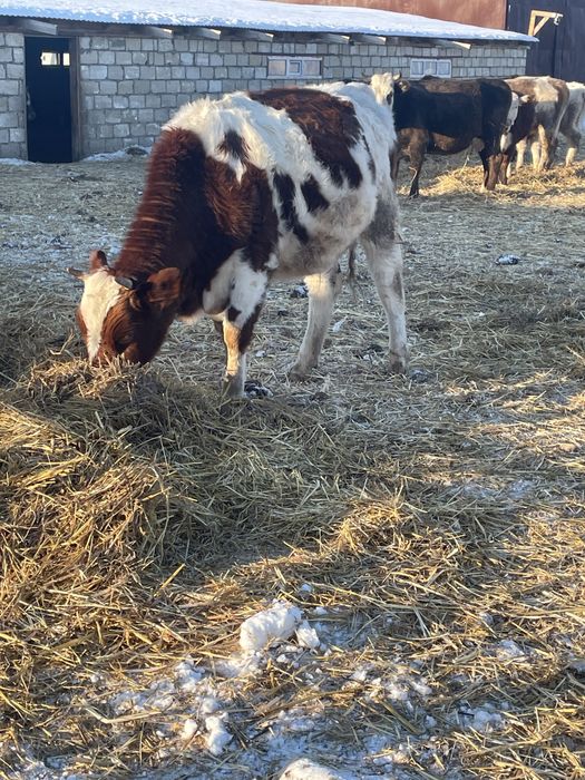 Таза канды кашар